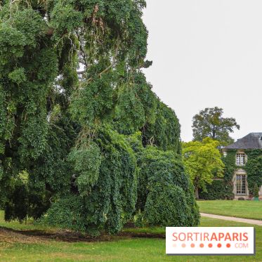 Le parcours des Arbres Admirables dans le domaine du château de Versailles