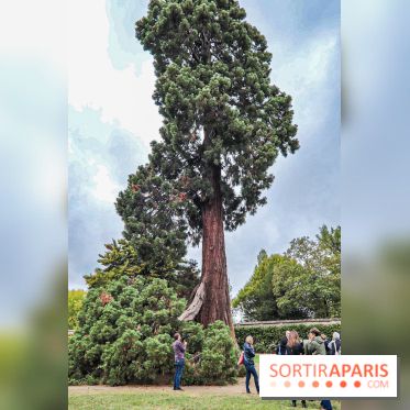 Le parcours des Arbres Admirables dans le domaine du château de Versailles