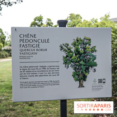Le parcours des Arbres Admirables dans le domaine du château de Versailles