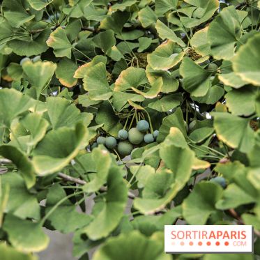 Le parcours des Arbres Admirables dans le domaine du château de Versailles