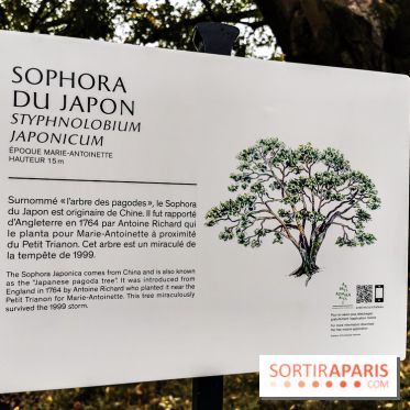 Le parcours des Arbres Admirables dans le domaine du château de Versailles