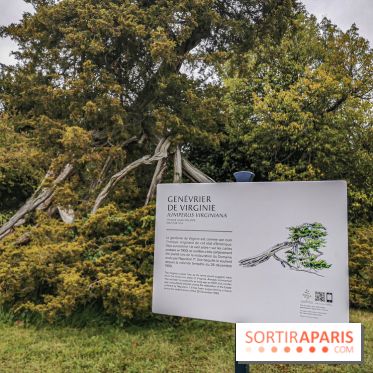 Le parcours des Arbres Admirables dans le domaine du château de Versailles