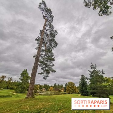 Le parcours des Arbres Admirables dans le domaine du château de Versailles