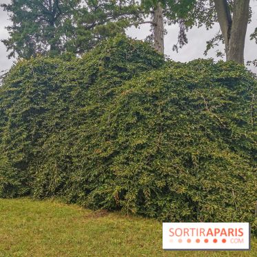 Le parcours des Arbres Admirables dans le domaine du château de Versailles