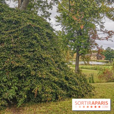 Le parcours des Arbres Admirables dans le domaine du château de Versailles
