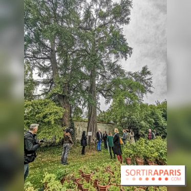 Le parcours des Arbres Admirables dans le domaine du château de Versailles