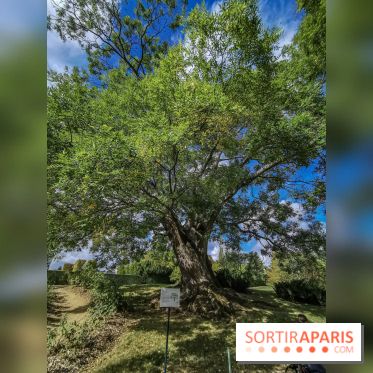 Le parcours des Arbres Admirables dans le domaine du château de Versailles