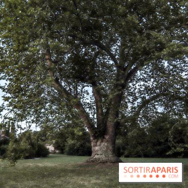 Le parcours des Arbres Admirables dans le domaine du château de Versailles