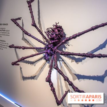 Araignées, Lucioles et Papillons au Musée en Herbe : nos photos