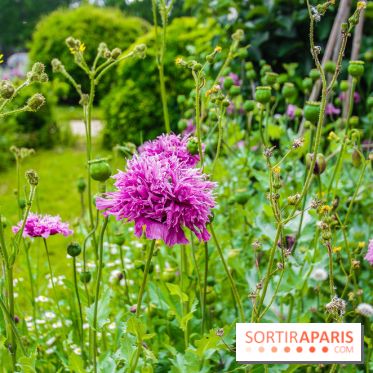 Le jardin des Arts-Albert Schweitzer à Paris, les photos