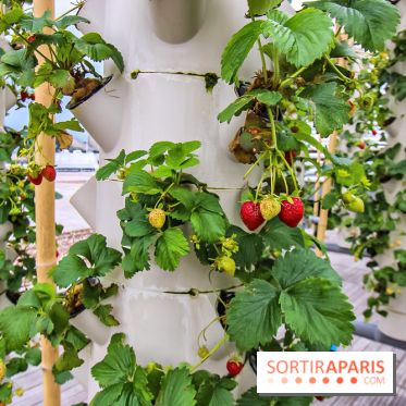 Le Perchoir ferme urbaine Porte de Versailles