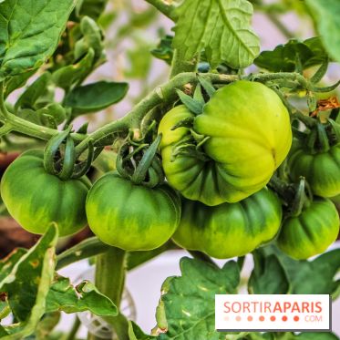 Le Perchoir ferme urbaine Porte de Versailles