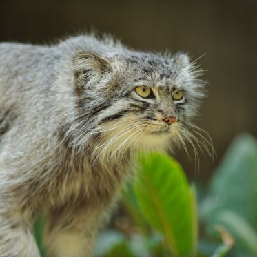 La Ménagerie du jardin des Plantes
