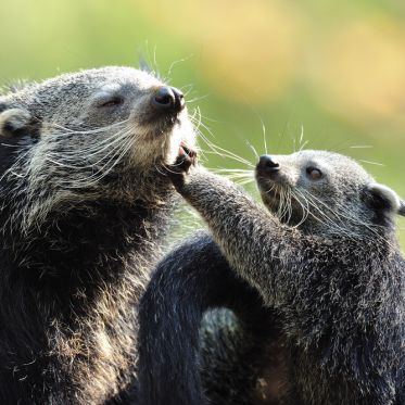 La Ménagerie du jardin des Plantes