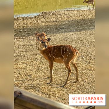 Photos du Dîner Safari du Zoo de Thoiry