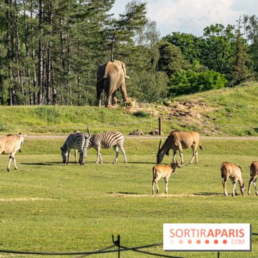 Photos du Dîner Safari du Zoo de Thoiry