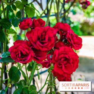Le Waldorf Astoria Trianon Palace, un écrin royal au cœur du parc de Versailles