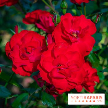 Le Waldorf Astoria Trianon Palace, un écrin royal au cœur du parc de Versailles