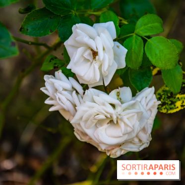 Le Waldorf Astoria Trianon Palace, un écrin royal au cœur du parc de Versailles