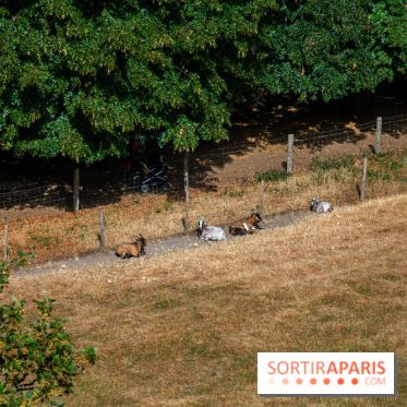 Le Waldorf Astoria Trianon Palace, un écrin royal au cœur du parc de Versailles