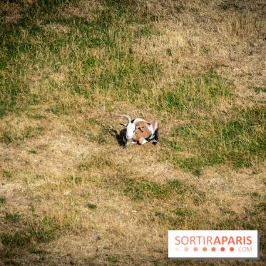 Le Waldorf Astoria Trianon Palace, un écrin royal au cœur du parc de Versailles