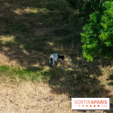 Le Waldorf Astoria Trianon Palace, un écrin royal au cœur du parc de Versailles