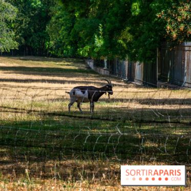 Le Waldorf Astoria Trianon Palace, un écrin royal au cœur du parc de Versailles