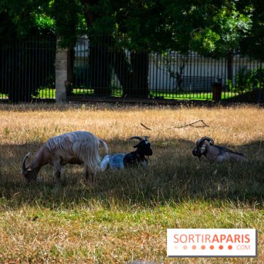Le Waldorf Astoria Trianon Palace, un écrin royal au cœur du parc de Versailles