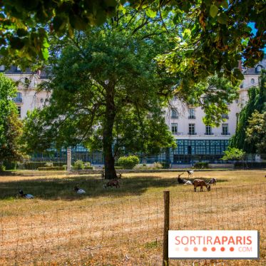 Le Waldorf Astoria Trianon Palace, un écrin royal au cœur du parc de Versailles