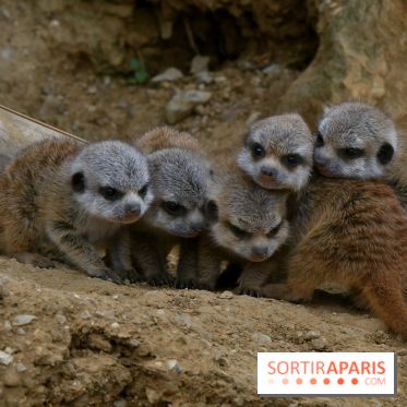 Naissances au Parc Zoologique de Paris