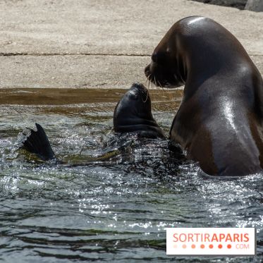 Naissances au Parc Zoologique de Paris