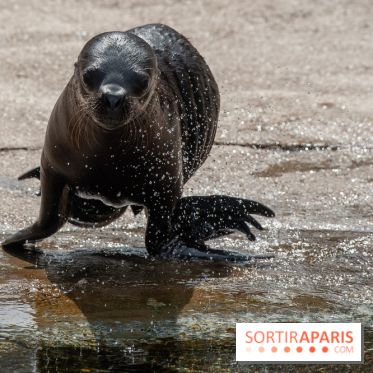 Naissances au Parc Zoologique de Paris