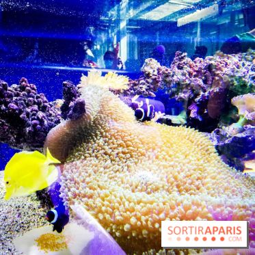 Bio-inspirée, la nouvelle expo permanente à la Cité des Sciences et de l'Industrie