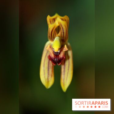 PHOTO Mormolica ringens © Telepova MNHN