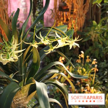 Exposition Mille & une orchidées au Jardin des Plantes