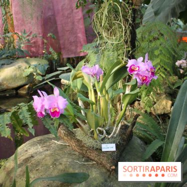 Exposition Mille & une orchidées au Jardin des Plantes