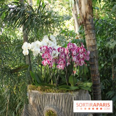 Exposition Mille & une orchidées au Jardin des Plantes