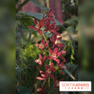 Exposition Mille & une orchidées au Jardin des Plantes