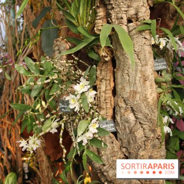 Exposition Mille & une orchidées au Jardin des Plantes