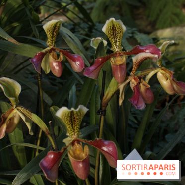 Exposition Mille & une orchidées au Jardin des Plantes