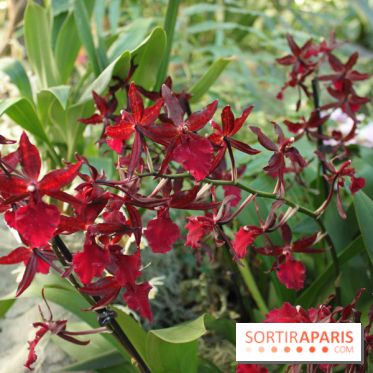 Exposition Mille & une orchidées au Jardin des Plantes