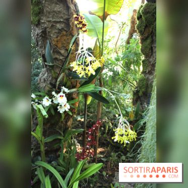 Exposition Mille & une orchidées au Jardin des Plantes