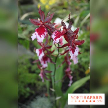 Exposition Mille & une orchidées au Jardin des Plantes