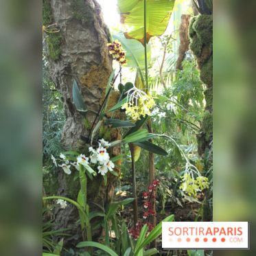 Exposition Mille & une orchidées au Jardin des Plantes