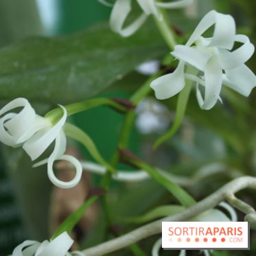 Exposition Mille & une orchidées au Jardin des Plantes