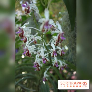 Exposition Mille & une orchidées au Jardin des Plantes