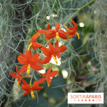 Exposition Mille & une orchidées au Jardin des Plantes