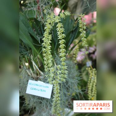 Exposition Mille & une orchidées au Jardin des Plantes