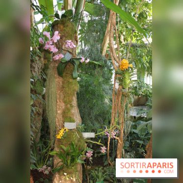 Exposition Mille & une orchidées au Jardin des Plantes
