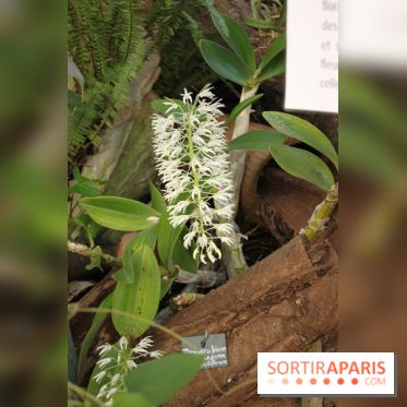 Exposition Mille & une orchidées au Jardin des Plantes